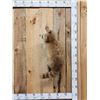 Image 1 : Cinnamon Phase Raccoon Full Body Taxidermy Mount