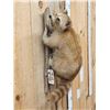 Image 2 : Cinnamon Phase Raccoon Full Body Taxidermy Mount