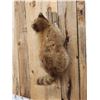 Image 4 : Cinnamon Phase Raccoon Full Body Taxidermy Mount