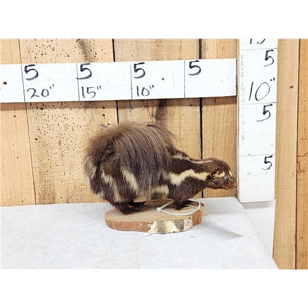 Eastern Spotted Skunk Full Body Taxidermy Mount