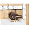 Image 1 : Eastern Spotted Skunk Full Body Taxidermy Mount