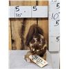 Image 2 : Eastern Spotted Skunk Full Body Taxidermy Mount