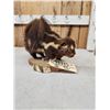 Image 3 : Eastern Spotted Skunk Full Body Taxidermy Mount