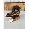 Image 4 : Eastern Spotted Skunk Full Body Taxidermy Mount
