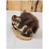 Image 5 : Eastern Spotted Skunk Full Body Taxidermy Mount