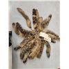 Image 1 : 20 Bobcat Tail Keychains Taxidermy