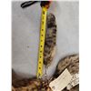 Image 2 : 20 Bobcat Tail Keychains Taxidermy