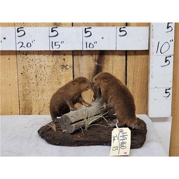 2 Baby Beavers Playing
