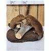 Image 3 : 2 Baby Beavers Playing