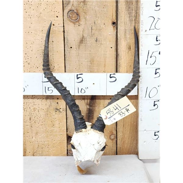 African Impala Horns On Skull Plate