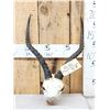 Image 1 : African Impala Horns On Skull Plate