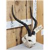 Image 2 : African Impala Horns On Skull Plate