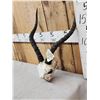 Image 3 : African Impala Horns On Skull Plate