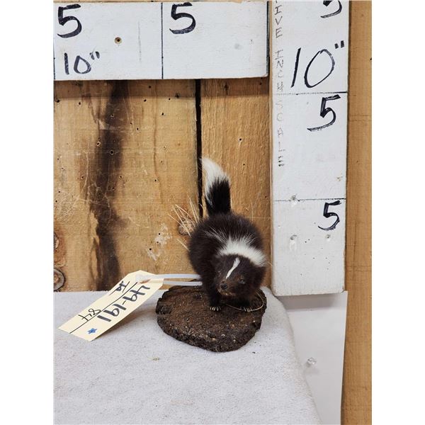 Baby Skunk Full Body Taxidermy Mount