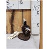 Image 1 : Baby Skunk Full Body Taxidermy Mount