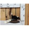 Image 2 : Baby Skunk Full Body Taxidermy Mount