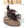 Image 3 : Baby Skunk Full Body Taxidermy Mount