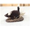 Image 4 : Baby Skunk Full Body Taxidermy Mount