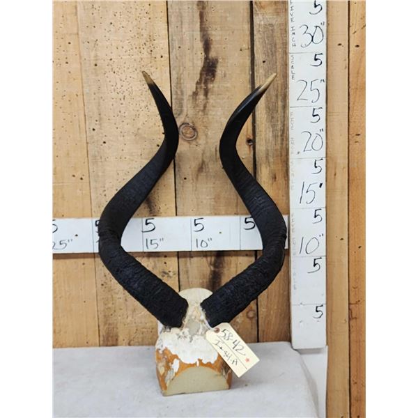 African Mountain Nyala Horns On Skull Plate