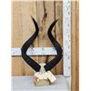 Image 1 : African Mountain Nyala Horns On Skull Plate
