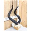 Image 3 : African Mountain Nyala Horns On Skull Plate