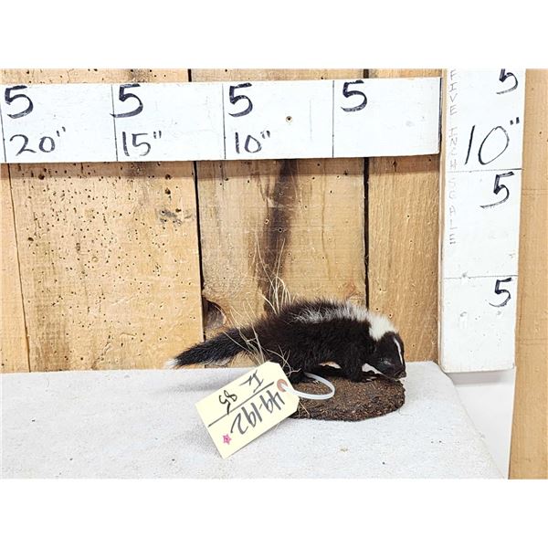 Baby Skunk Full Body Taxidermy Mount