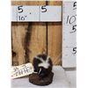 Image 2 : Baby Skunk Full Body Taxidermy Mount