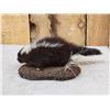 Image 3 : Baby Skunk Full Body Taxidermy Mount
