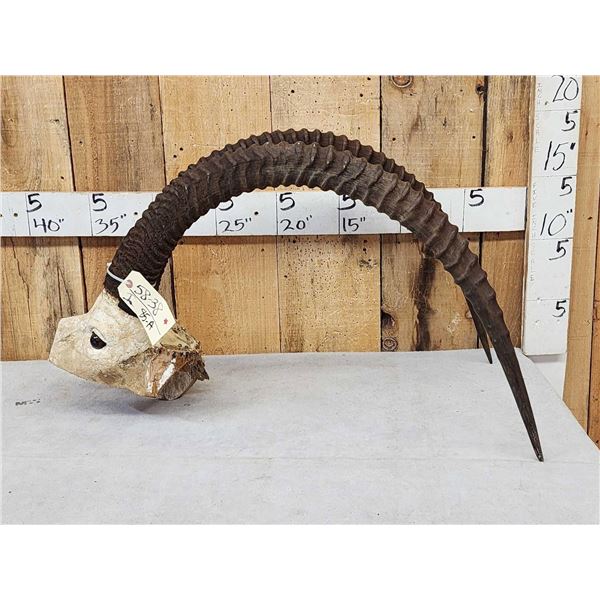 Sable Antelope Horns On Skull Plate
