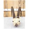 Image 2 : Sable Antelope Horns On Skull Plate