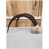 Image 3 : Sable Antelope Horns On Skull Plate