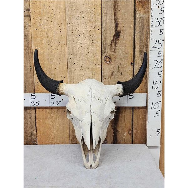 American Bison Buffalo Skull Taxidermy