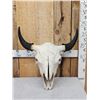 Image 1 : American Bison Buffalo Skull Taxidermy