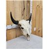 Image 2 : American Bison Buffalo Skull Taxidermy