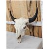 Image 3 : American Bison Buffalo Skull Taxidermy