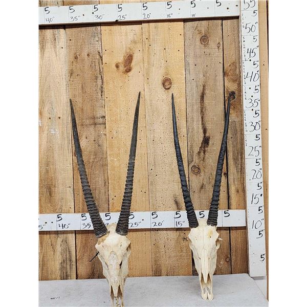 2 African Gemsbok Skulls Taxidermy