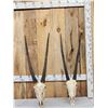 Image 1 : 2 African Gemsbok Skulls Taxidermy