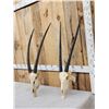 Image 2 : 2 African Gemsbok Skulls Taxidermy