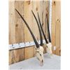 Image 3 : 2 African Gemsbok Skulls Taxidermy