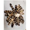 Image 1 : 25 Raccoon Tail Keychains Taxidermy