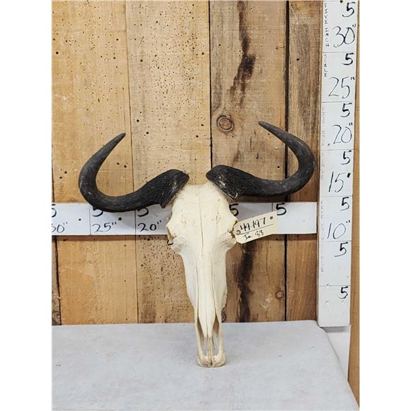 African Blue Wildebeest Skull Taxidermy