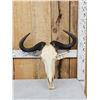 Image 1 : African Blue Wildebeest Skull Taxidermy