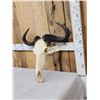 Image 2 : African Blue Wildebeest Skull Taxidermy