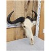 Image 3 : African Blue Wildebeest Skull Taxidermy