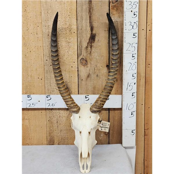 African Waterbuck Skull Taxidermy