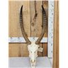 Image 1 : African Waterbuck Skull Taxidermy