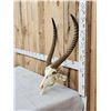 Image 2 : African Waterbuck Skull Taxidermy