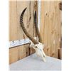 Image 3 : African Waterbuck Skull Taxidermy