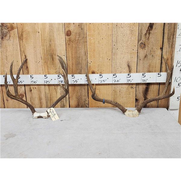 2 Sets Of Mule Deer Antlers On Skull Plate