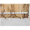 Image 1 : 2 Sets Of Mule Deer Antlers On Skull Plate